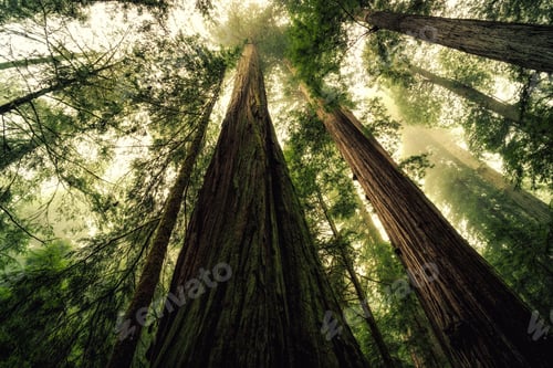 Preview: Under The Redwood Trees In Redwoods National And State Parks California