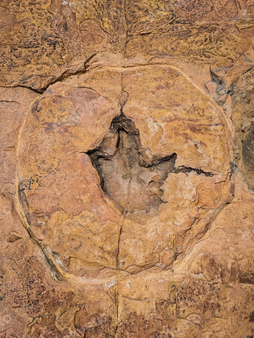 Preview: Closeup of a dinosaur footprint preserved in stone