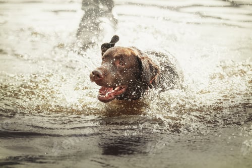 Preview: Labrador Retriever Dog breed on walk. Dog playing in the water. Active dog outdoor.