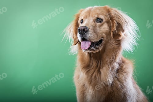 Preview: Portrait of golden retriever dog