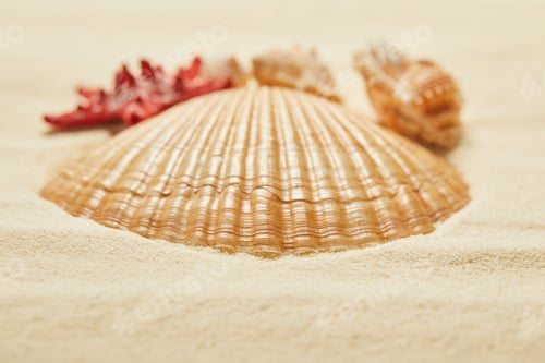 Preview: selective focus of orange seashell on beach in summertime