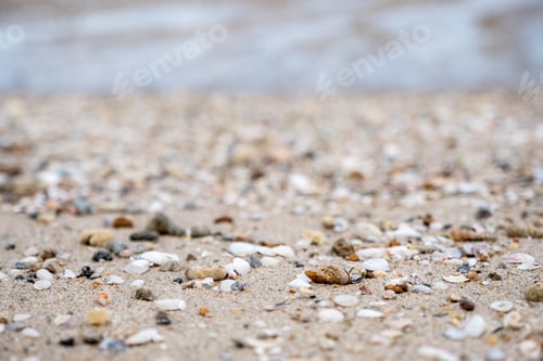 Preview: Closeup image of seashells on the beach