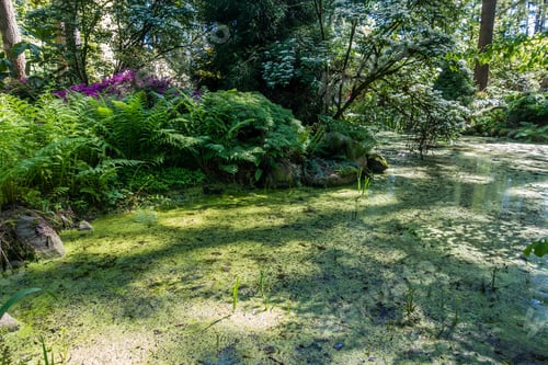 Preview: A View Of A Pond And Ferns In Federal Way, Washington.