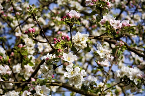 Preview: Apple Blossoms in Bloom