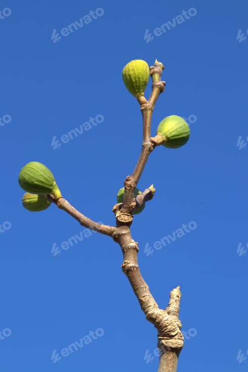 Preview: Young green figs on a tree