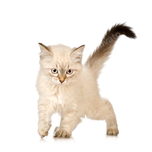 Preview: Blu-tabby-point Birman kitten