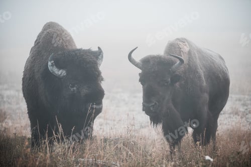 Preview: Shallow focus shot of two bisons in the wilderness