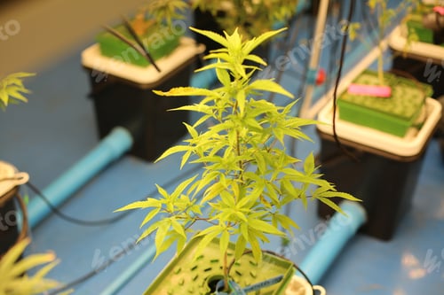 Preview: Growing Cannabis. Medical marijuana cultivation. Alternative herbal medicine, Cannabis farm