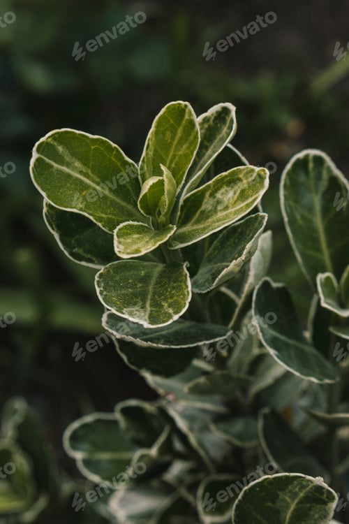 Preview: Depth of field of a green plant photographed in close-up on a green background