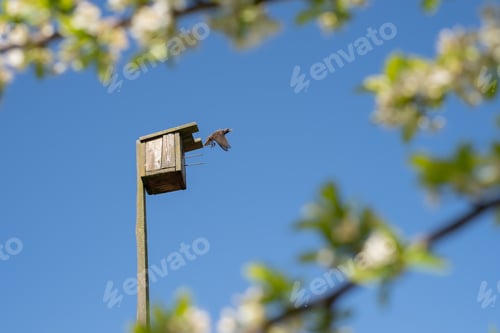 Preview: A starling flies out of a birdhouse against a clear blue sky, surrounded by flowering plum branches.