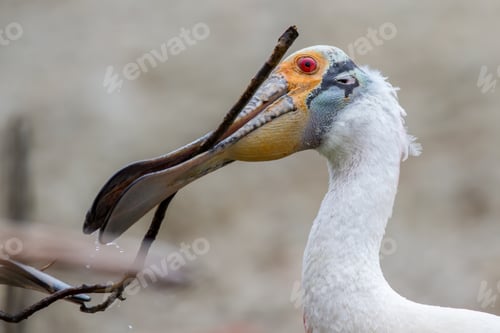 Preview: Roseate Spoonbill Nesting