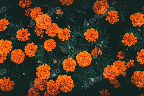 Preview: Garden