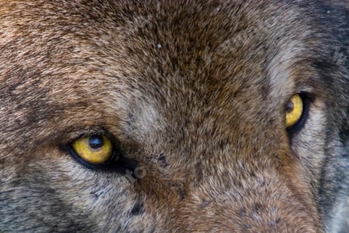 Preview: wolf, eye, head, face, wilderness