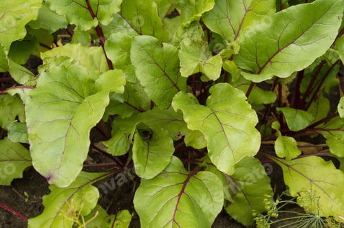 Preview: The young leaves of beet growing in the garden, top view
