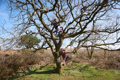 Preview: Family adventure in the great outdoors climbing a leafless tree