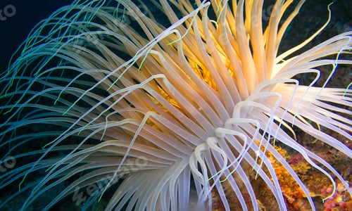 Preview: Ceriantharia, Cabo Cope-Puntas del Calnegre Natural Park, Spain
