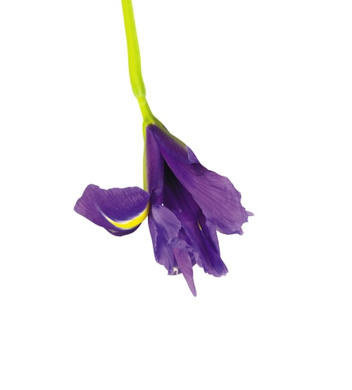 Preview: Violet Iris Flower isolated on white