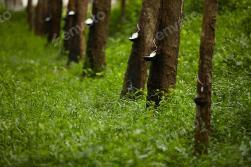 Preview: Thai rubber trees in a row