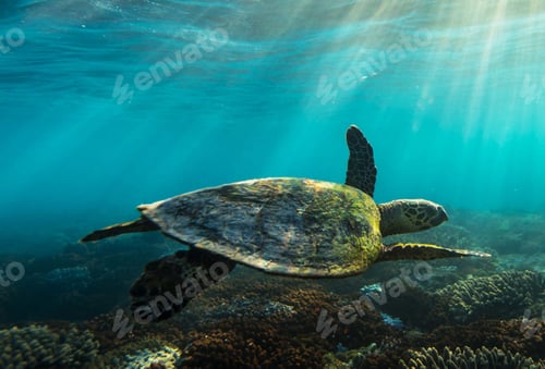 Preview: Beautiful Anemone fish, clown fish, underwater photo