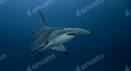 Preview: Underwater view of Great Hammerhead Shark, Jupiter, Florida, USA