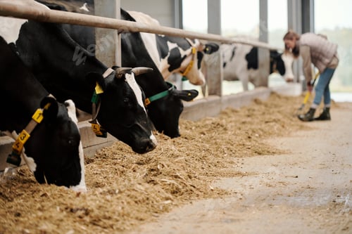 Preview: Herd of cows eating hay in livestock stall