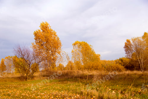 Preview: Autumn bright grass meadow background under the cloudy sky, meadow in autumn.