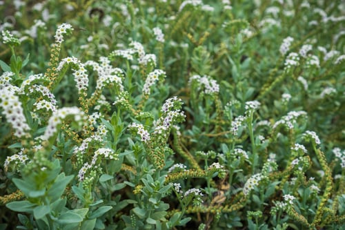 Preview: Seaside Heliotrope (Heliotropium curassavicum) wildflowers