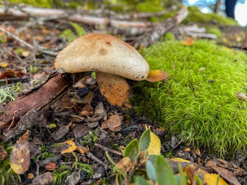 Preview: Mushroom in the woods