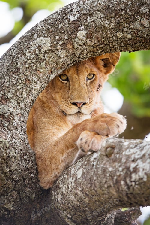 Preview: Close up of one lion rests in tree