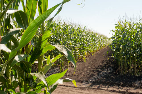 Preview: sectors of demonstration corn fields