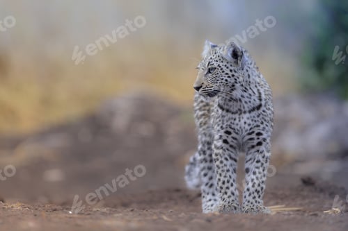 Preview: Selective focus shot of a beautiful snow leopard