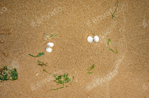 Preview: Sandy Texture with Shells on Omaha Beach, Normandy