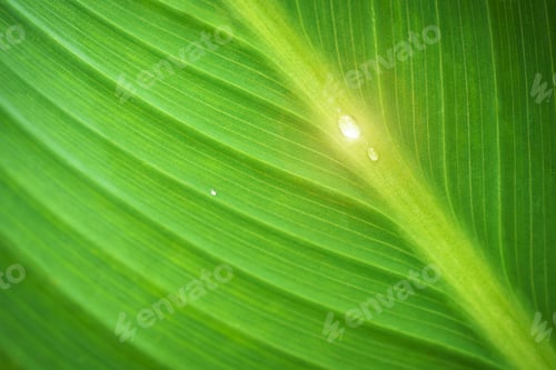 Preview: Water droplets on green leaves in the sunlight