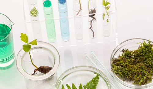 Preview: Test tubes with plants in a holder, vitamins on a light background, laboratory