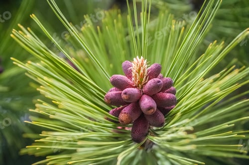 Preview: Red pinus detail