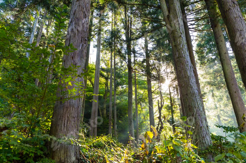 Preview: Green forest