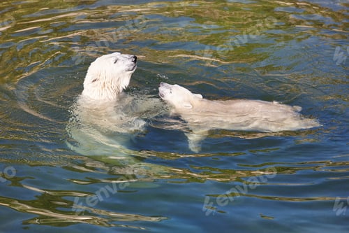 Preview: Polar bear playing with his cub on the water. Wildlife