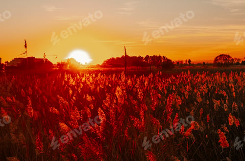 Preview: Autumn field in silhouette during golden sunset. Nature and sunlight. Evening dusk time.
