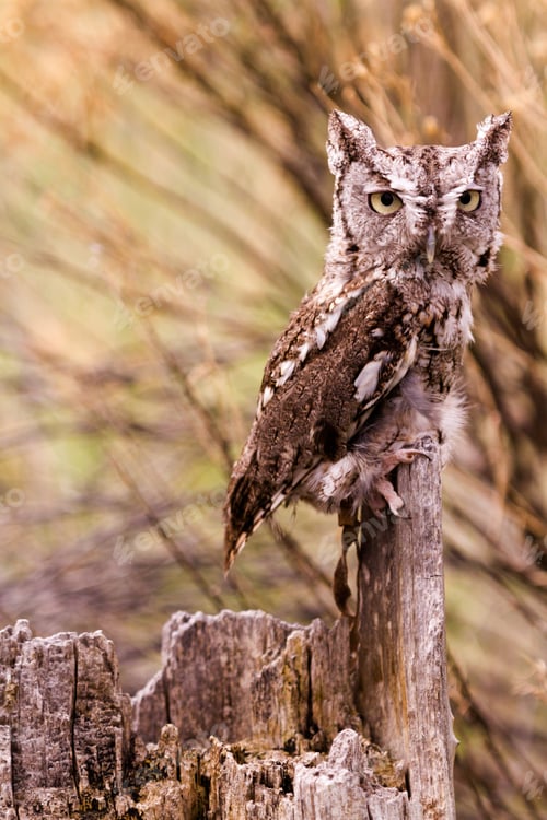 Preview: Western Screech Owl
