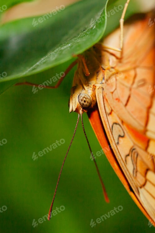 Preview: Colorful Butterfly in Melbourne Australia