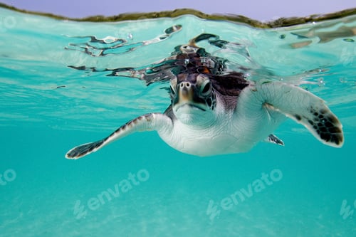 Preview: turtle swimming under blue water