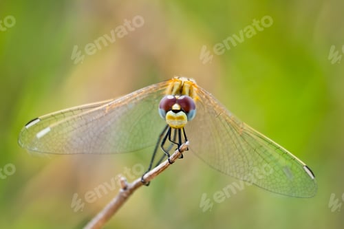 Preview: Dragonfly ( sympetrum sp )
