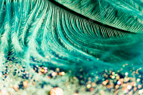 Preview: macro shot of feather and glitter