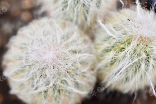 Preview: Fuzzy cactus hair macro