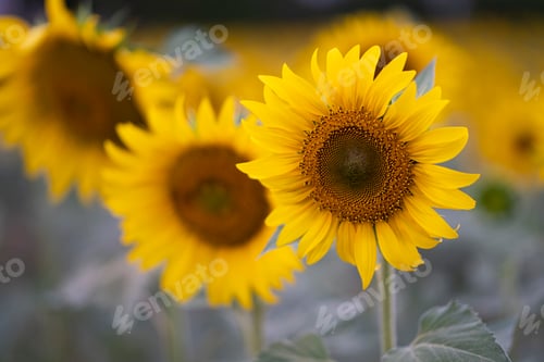 Preview: Beautiful sunflower field, harvest for sunflower oil making