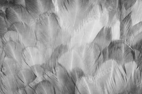 Preview: macro photo of gray hen feathers. background or textura