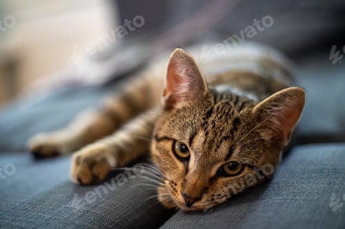 Preview: Closeup of a cat laying on the couch in a house with a blurry background