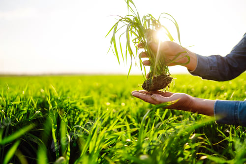 Preview: Young Green wheat seedlings in the hands of a farmer. Checking wheat field progress.