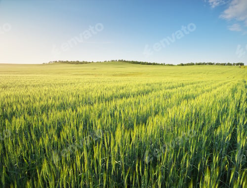Preview: Meadow of wheat on sundown