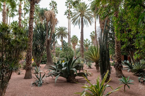 Aperçu: Lush garden with various palm trees and desert plants in Morocco